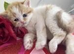 Romeo - Munchkin Cat For Sale - Ava, MO, US