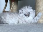 New Dollies Himalayan Persians - Himalayan Cat For Sale - Benbrook, TX, US