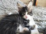 Azgard - Maine Coon Cat For Sale - Hollywood, FL, US