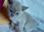 Fluke - European Burmese Cat For Sale - ID, US