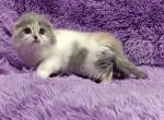 Darsy - Scottish Fold Cat For Sale - Hollywood, FL, US