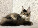 Adina Vinci Reserved - Maine Coon Cat For Sale - NY, US