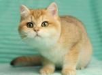 Solomeya - British Shorthair Cat For Sale - Hollywood, FL, US