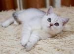 Carmela - Scottish Straight Cat For Sale - NY, US