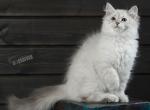 Yaroslavna - Siberian Cat For Sale - Norwalk, CT, US