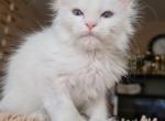 Harry polydactyl - Maine Coon Cat For Sale - Hollywood, FL, US