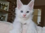 Hashtag polydactyl - Maine Coon Cat For Sale - Hollywood, FL, US