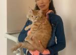 Marissa - Maine Coon Cat For Sale - NY, US