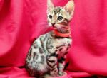 Tigra - Bengal Cat For Sale - Miami, FL, US