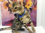 Spartak - Bengal Cat For Sale - Miami, FL, US