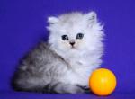 Denis - Persian Cat For Sale - Hollywood, FL, US