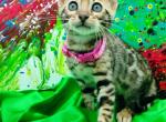 Tigran - Bengal Cat For Sale - Miami, FL, US