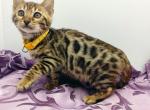 Tomas - Bengal Cat For Sale - Miami, FL, US