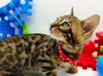 Titan - Bengal Cat For Sale - Miami, FL, US