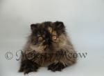 Zosya - Persian Cat For Sale - Yucca Valley, CA, US