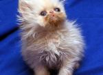 White flat face by Flueffay x Holy Grail Baby J - Persian Cat For Sale - Cedar Rapids, IA, US