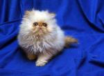 Flame Pt of  Flamicee x The Holy Grail Baby A - Persian Cat For Sale - Cedar Rapids, IA, US