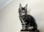 Hardy - Maine Coon Cat For Sale - Hollywood, FL, US