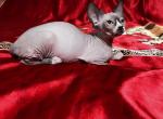 Queen Star - Sphynx Cat For Sale - Norwalk, CT, US