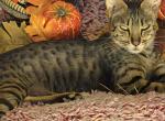 SBT Savannah kittens Available - Savannah Cat For Sale - Cortez, CO, US
