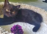 Tom - Scottish Straight Cat For Sale - Miami, FL, US