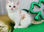 Bentley - Scottish Fold Cat For Sale - Ava, MO, US