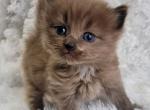 Seal sepia - Ragdoll Cat For Sale - Farmville, VA, US