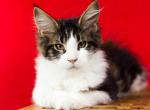 UA Mazurka ChocoLatte - Maine Coon Cat For Sale - Brooklyn, NY, US