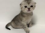 Silver Shaded Tortie Scottish Fold Boy - Scottish Fold Cat For Sale - Odessa, FL, US