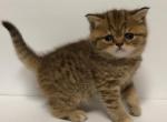 Chocolate Spotted Tabby Scottish Fold Straight - Scottish Fold Cat For Sale - Odessa, FL, US