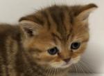 Chocolate Classic Tabby Scottish Fold Girl - Scottish Fold Cat For Sale - Odessa, FL, US