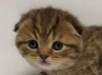 Chocolate Spotted Tabby Scottish Fold Boy - Scottish Fold Cat For Sale - Odessa, FL, US