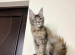 Fontana MCO g Reserved - Maine Coon Cat For Sale - NY, US