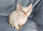 Luna - Devon Rex Cat For Sale - Miami, FL, US