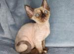 Hermiona - Devon Rex Cat For Sale - Miami, FL, US