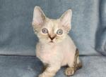 Zara - Devon Rex Cat For Sale - Miami, FL, US