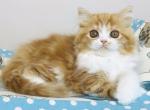 Olly - Scottish Straight Cat For Sale - Norwalk, CT, US