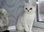 Carmela1 - Scottish Straight Cat For Sale - NY, US