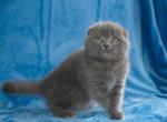 Bonni - Scottish Fold Cat For Sale - NY, US