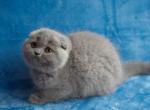 Businka - Scottish Fold Cat For Sale - NY, US