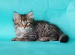 Genrih - Siberian Cat For Sale - Miami, FL, US