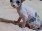 Ornella - Sphynx Cat For Sale - Norwalk, CT, US