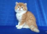 Chubise - Scottish Straight Cat For Sale - Norwalk, CT, US