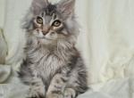 Charoite - Maine Coon Cat For Sale - Miami, FL, US