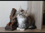 Everest - Maine Coon Cat For Sale - Miami, FL, US