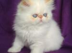 Alice - Persian Cat For Sale - Hollywood, FL, US