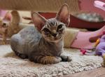 Mangus - Devon Rex Cat For Sale - Norwalk, CT, US