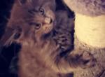 A litter - Maine Coon Cat For Sale - Las Vegas, NV, US