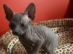 Ostap Bender - Sphynx Cat For Sale - Norwalk, CT, US