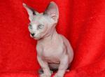 Kaliostro Bambino - Sphynx Cat For Sale - Norwalk, CT, US